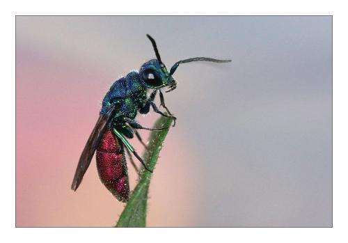 Réf. 254 611 : Chrysis terminata